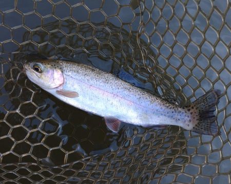 寒波到来！ 大安トラウトレイク